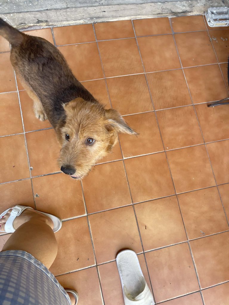 ospyn's tweet image. ตามหาเจ้าของ 🐶⭐️❗️

หลุดมาช่วงปีใหม่ ตอนจุดพลุ 
พิกัดน้อง หมู่บ้านรัตนโกสินทร์ 200ปี 
(ร้งสิต)

#ตามหาเจ้าของหมา #หมาหาย