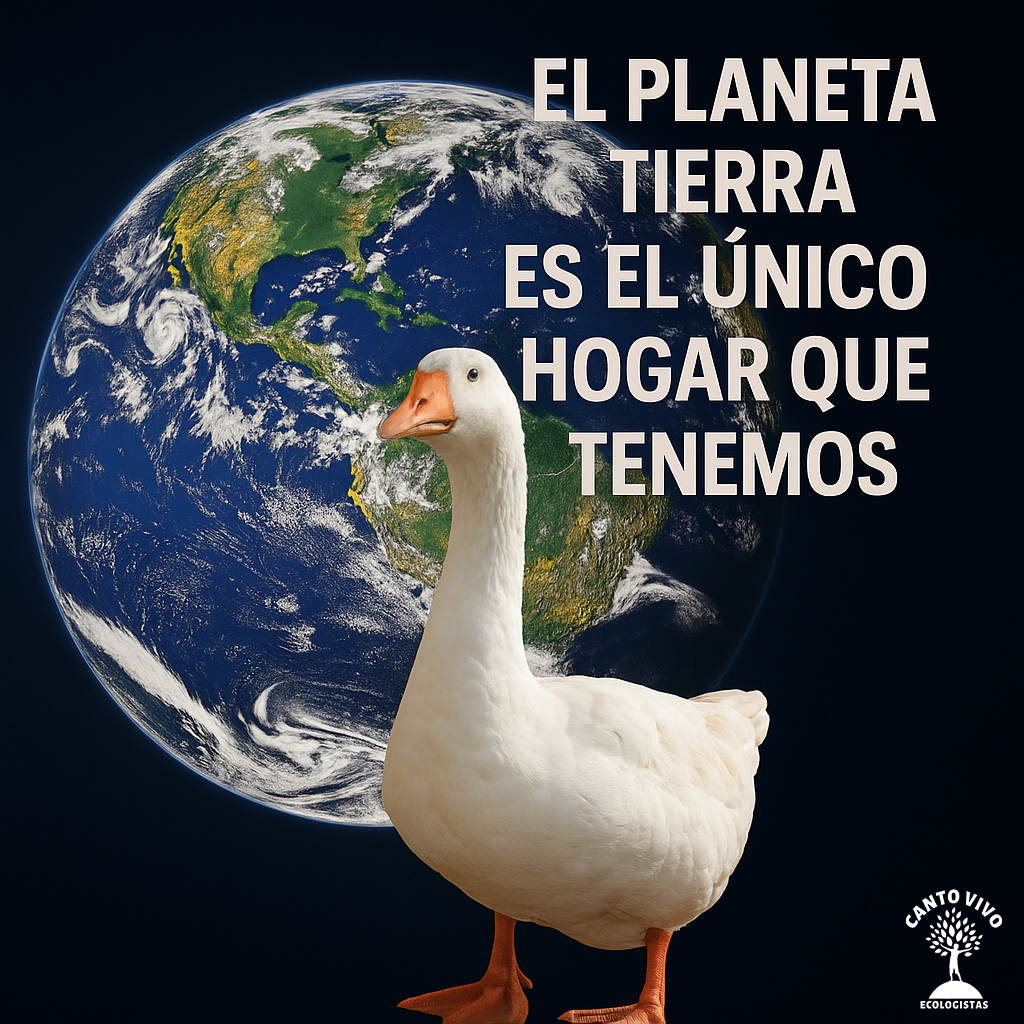 EcoCantovivo's tweet image. 