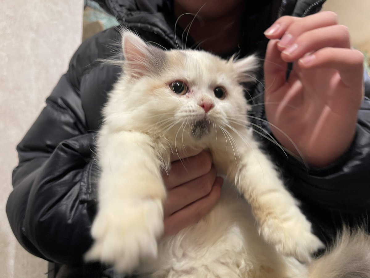 #ミヌエット れんなちゃん
お迎えされました💓

沢山可愛がってもらってね❣️

ありがとうございました✨

#あにまるぱーく
#お迎え投稿