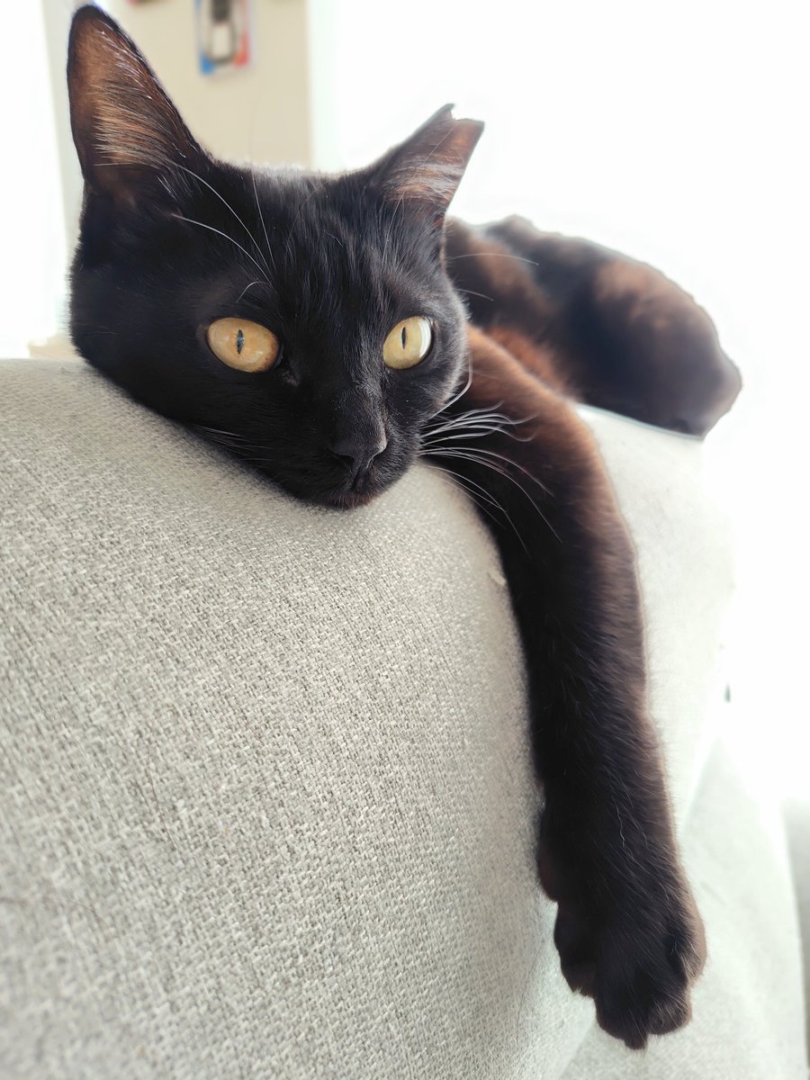 黒猫 #猫のいる暮らし #ねこかわいいね #ねこのいる幸せ #猫好きさんと