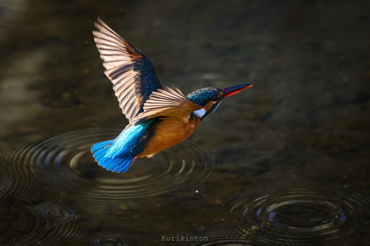 飛び込み鷲 カワセミさん、新年から飛び込みまくり んがしかし それがなかなか撮れ