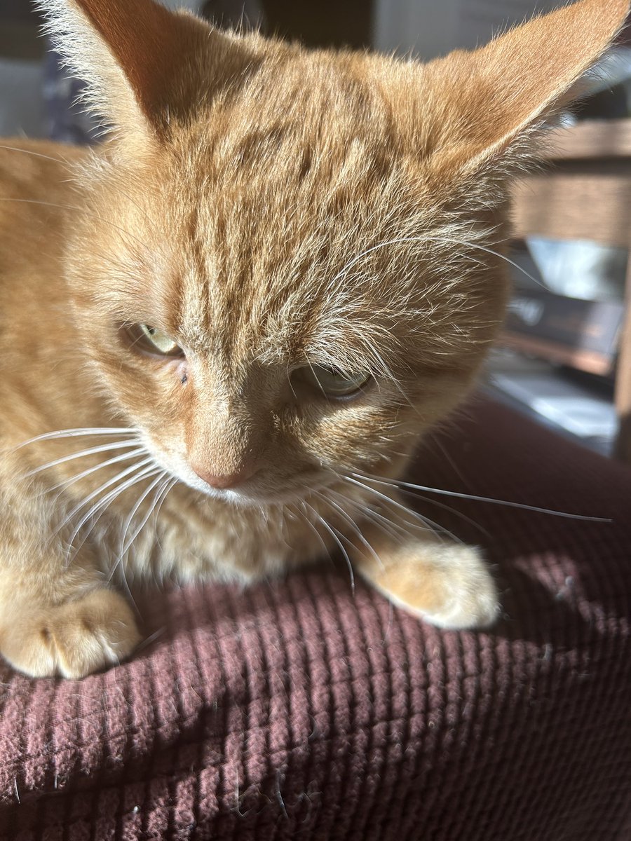 ぽちよね (@pochiyonee) on Twitter photo 