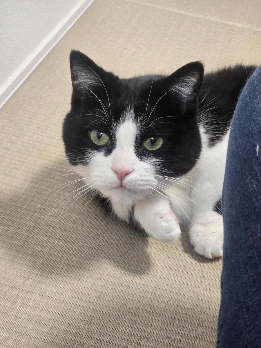 ぶんちゃんたちとごろごろできるエリア