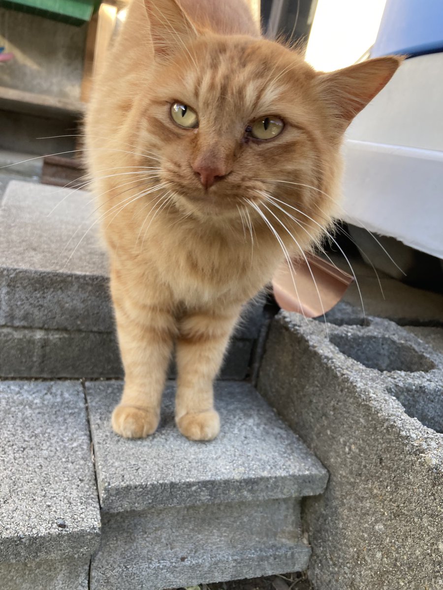 遅くなりましたが、こちらもどうぞ😸 後からバロンも来てくれました