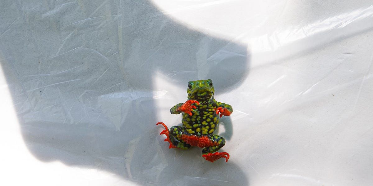 HeatherPhysioc's tweet photo. 🥹 OMG I can't. 🐸 After stopping a hydroelectric dam in 2014 to protect its only habitat, Brazil’s critically endangered “admirable little red-bellied toad” is still reproducing but faces escalating pressures driving urgent conservation and policy action. https://t.co/L0CczB7mQ4 https://t.co/F6JaZe01aP