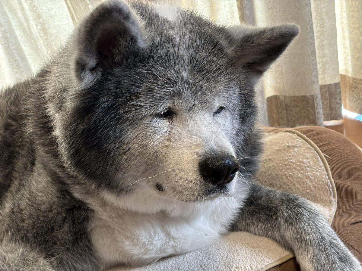 妹がおろしポン酢をひっくり返してカーチャンにブチかかり、てんやわんやになっている様子を見てる犬