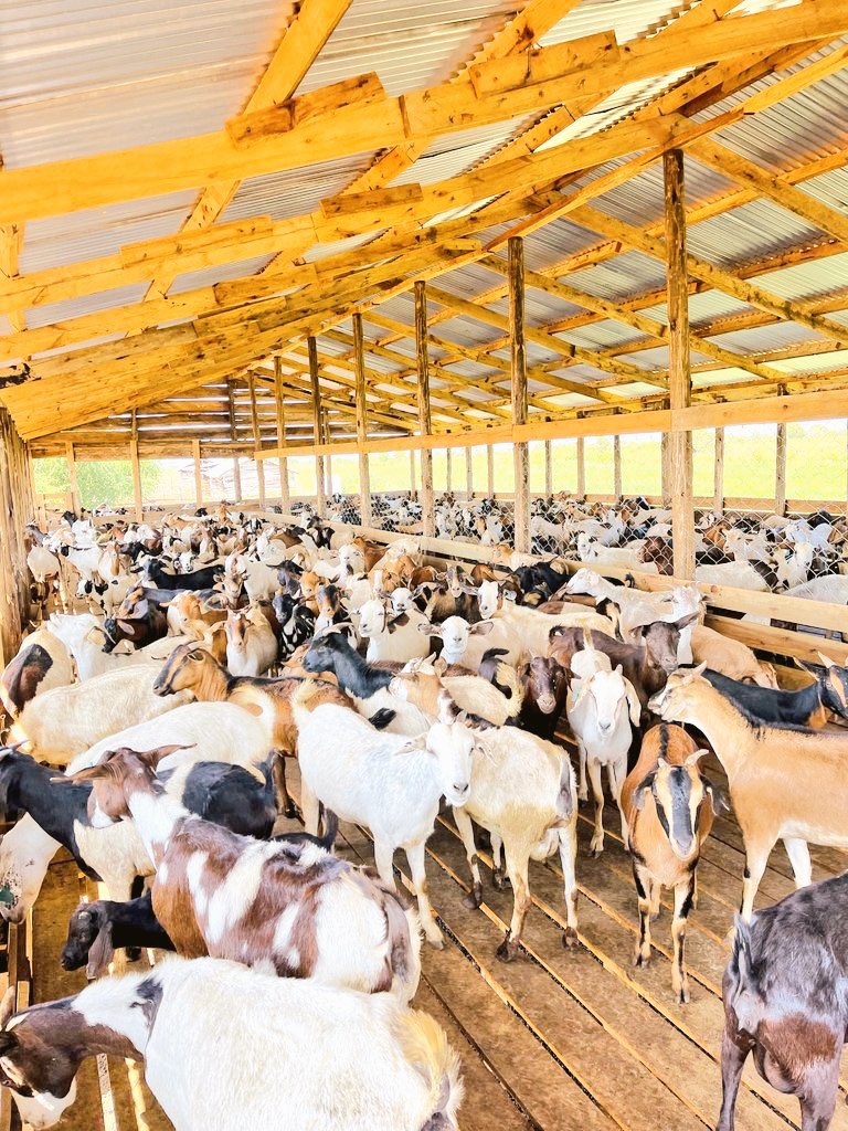 __Trichia__'s tweet image. FROM A SMALL HERD TO A THRIVING BUSINESS

Goat farming is one of the simplest ways farmers can grow wealth step by step. It often begins with just a few goats, but with patience, good care, and reinvestment, a small herd can expand into a sustainable agribusiness.

Goats are…