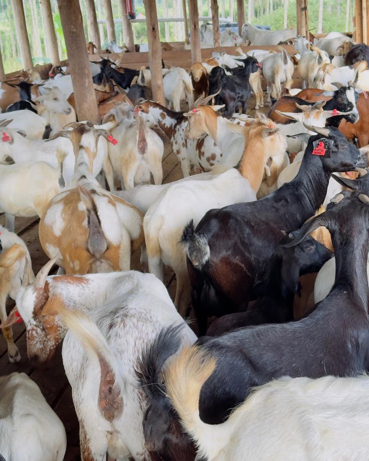 __Trichia__'s tweet image. FROM A SMALL HERD TO A THRIVING BUSINESS

Goat farming is one of the simplest ways farmers can grow wealth step by step. It often begins with just a few goats, but with patience, good care, and reinvestment, a small herd can expand into a sustainable agribusiness.

Goats are…