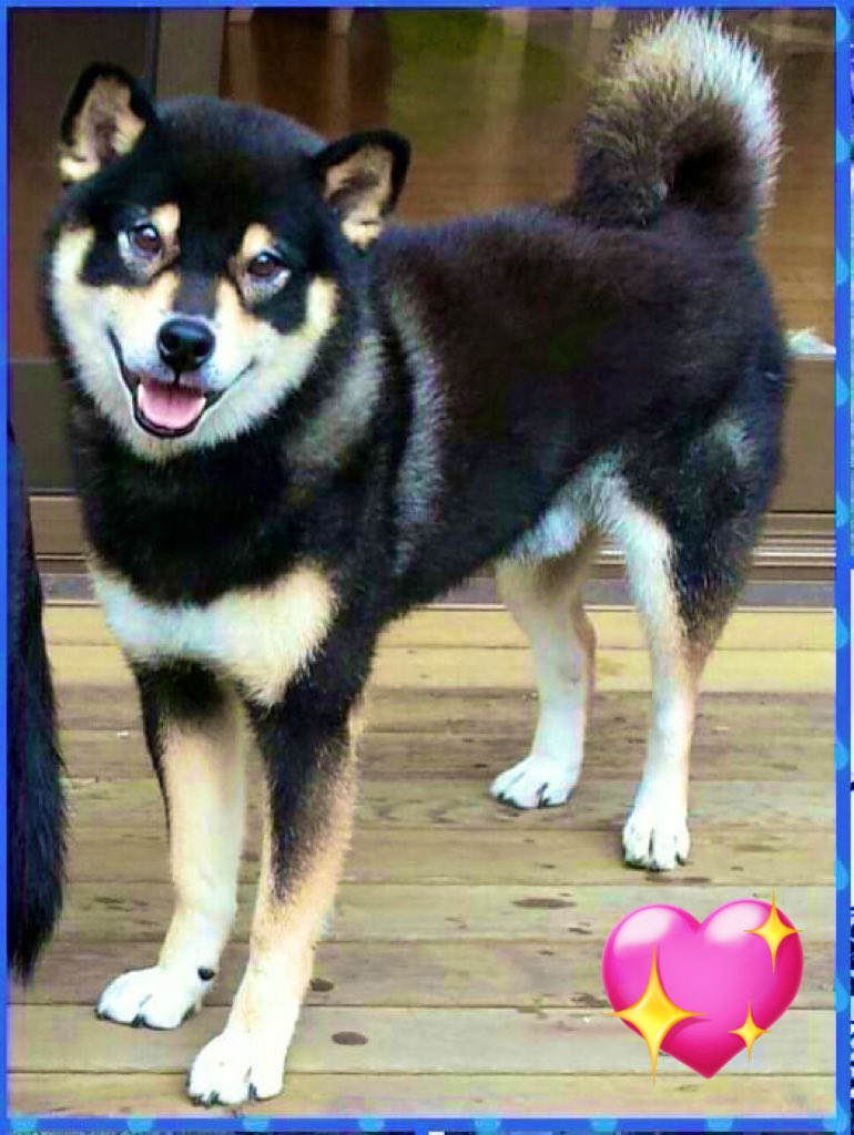 今年もどうぞよろしくお願いいたします。
昨年の今頃は1年後に黒柴しばちゃんがいないなんて夢にも思わなかったなぁ。

#黒柴　#16歳19日 #お空組