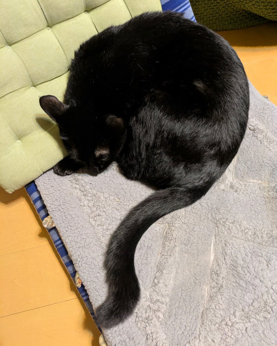 みー (@miiko_kuroneko) / Posts / X