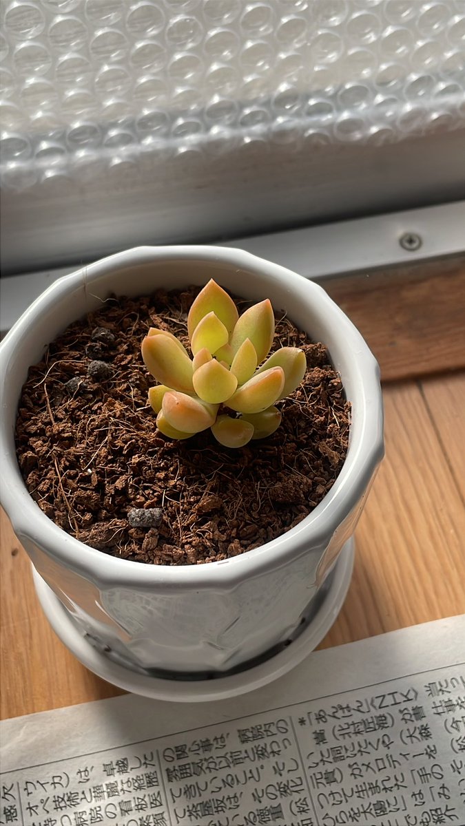 ちゃむ🐥多肉植物初心者🔰 (@ve36ev) / Posts / X