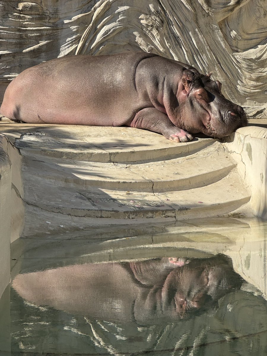 偽スナフキン Amazon.co.jp: ハマナカ 羊毛フェルトキット ニードルフェルト で