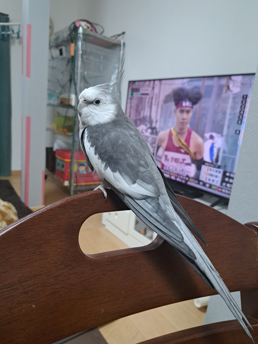 拡散希望】 オカメインコの迷子情報です 場所：島根県大田市 日時：25