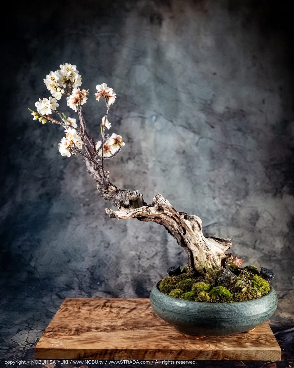 NOBU (@NOBU_tv) / Posts / X