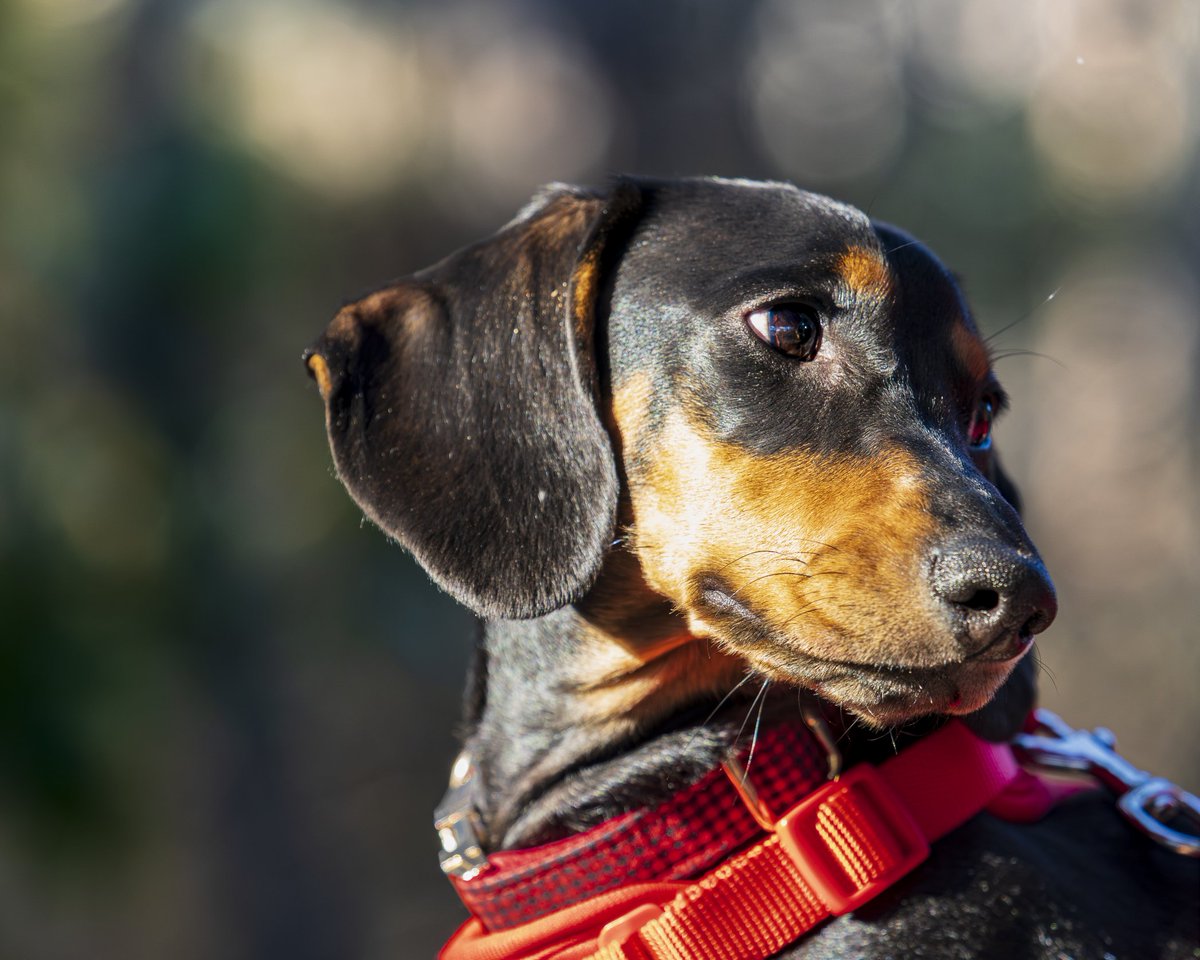 Curious

 #photography #omsystem #dachshund #dogportrait