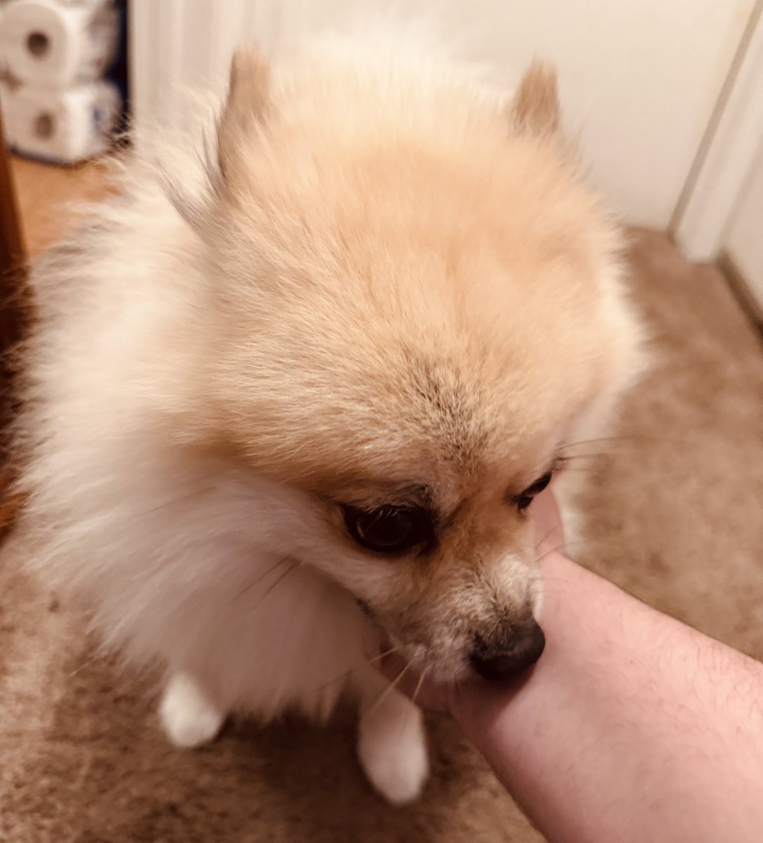 ❤️❤️, #pomeranian #dog