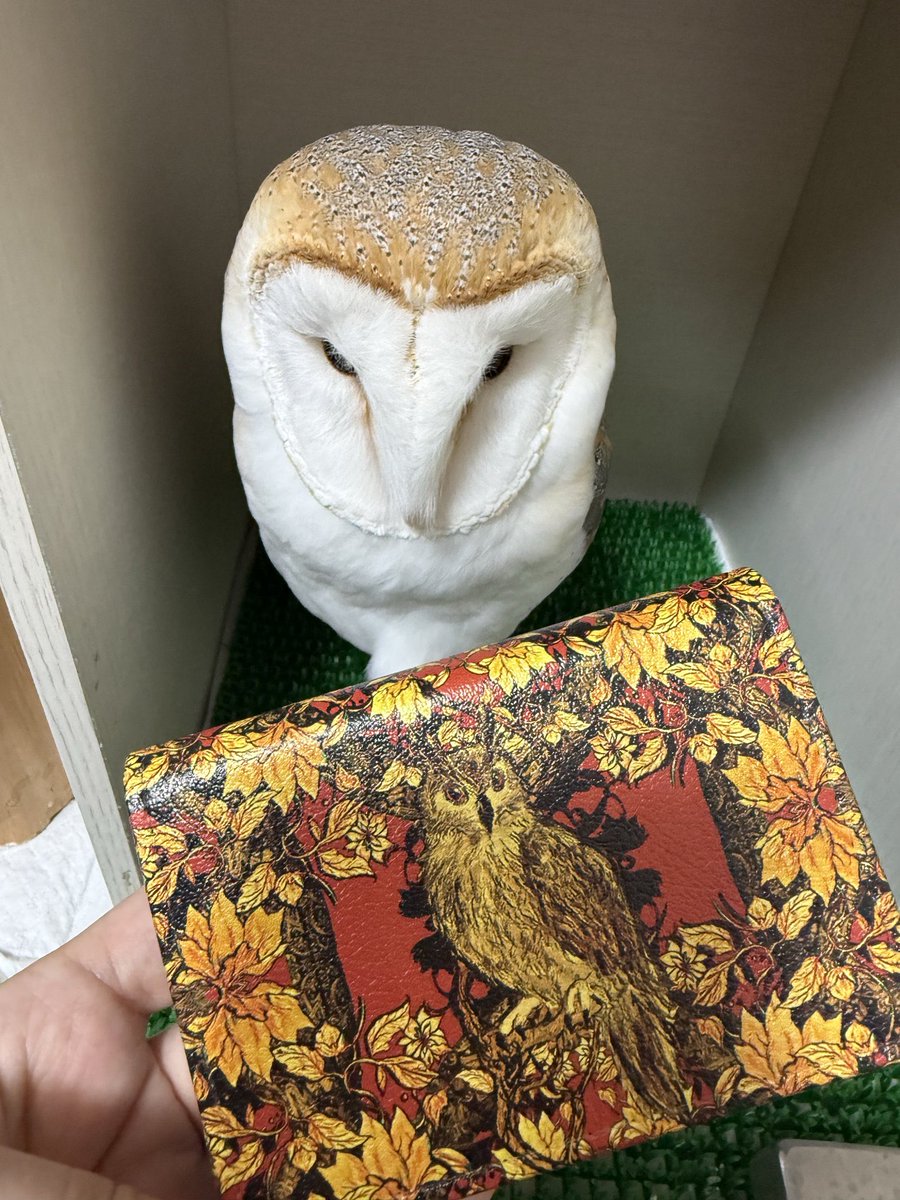 n_nautica73 こんにちは。 フクロウ柄の作品を買わせていただきました