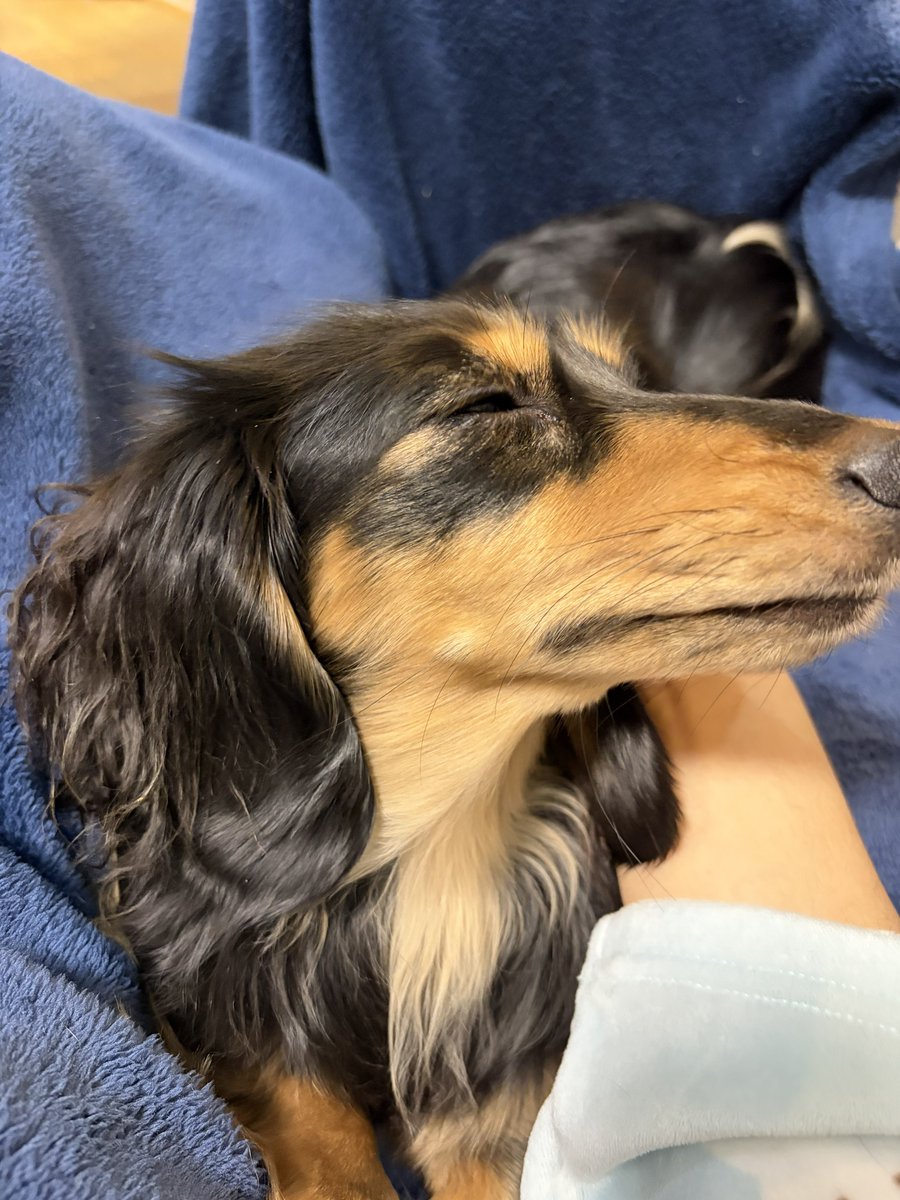あけましておめでとうございます🎍
ネロは寝正月です🍊🐶