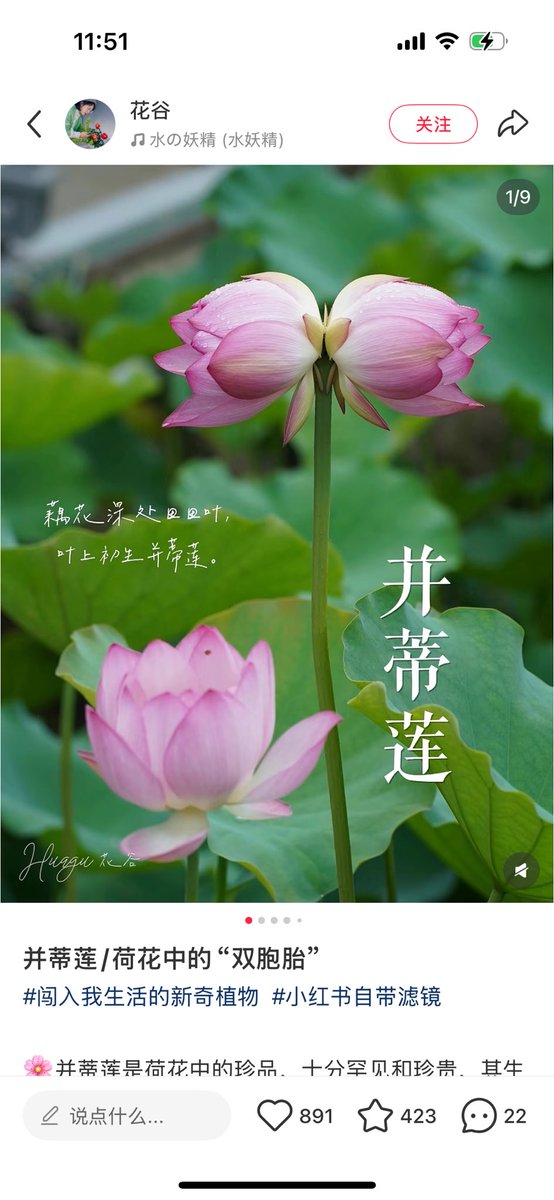 maomaomimi71526's tweet photo. Caleb’s 剪纸paper cutting event:
并蒂同心

It is a poetic Chinese idiom that literally describes "twin lotus flowers growing on a single stalk, sharing one heart." 
The imagery of "twin lotus flowers sharing one heart" originates from the botanical phenomenon of twin lotus flowers on a single stalk. It uses the symbiotic form found in nature as a metaphor for the relationship between husband and wife. Through punning rhetoric, the idiom connects biological characteristics with human emotions, creating a semantic mapping of "lotus blossoms as twins — human hearts joined as one."
It symbolizes:
Two hearts united as one: often referring to a deeply connected couple, such as husband and wife.
Harmony and inseparable bond: like two flowers sharing the same stem, it represents unity, mutual devotion, and sharing life’s joys and sorrows.
A metaphor for marital bliss or lifelong partnership: emphasizing emotional and spiritual oneness.

Caleb and mc are born from the same source, 并蒂同心 suits them from literal to symbolic. 

Poems about 并蒂同心: 
1. 名莲自可念，况复两心同——杜公瞻《咏同心芙蓉》
2. 朝采并蒂莲，暮绾同心结——丁鹤年《采莲曲》
3. 俱飞蛱蝶元相逐，并蒂芙蓉本自双——杜甫《进艇》

#weiguke
#伪骨科
#不是亲哥哥可以亲哥哥