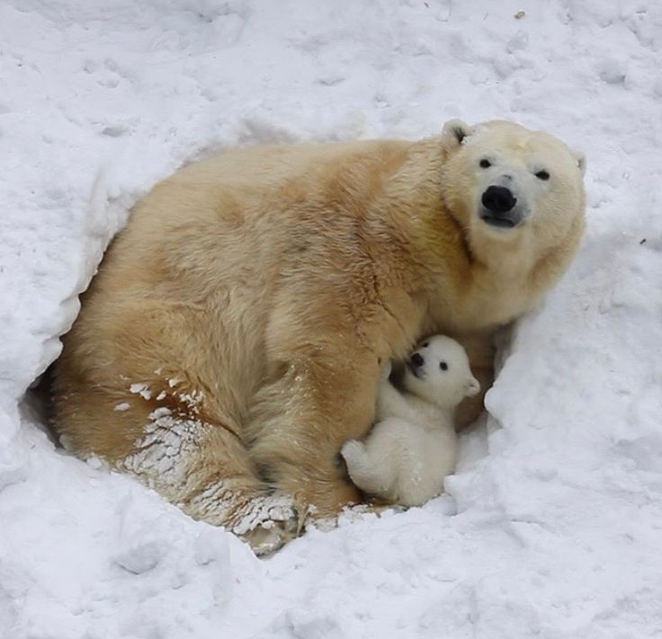 hourlyursus's tweet photo. https://t.co/xY3WygwhBe
