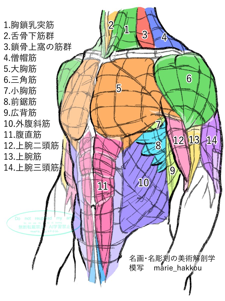 名画・名彫刻の美術解剖学 第1部 基本のトポグラフィー図 P16 胴体