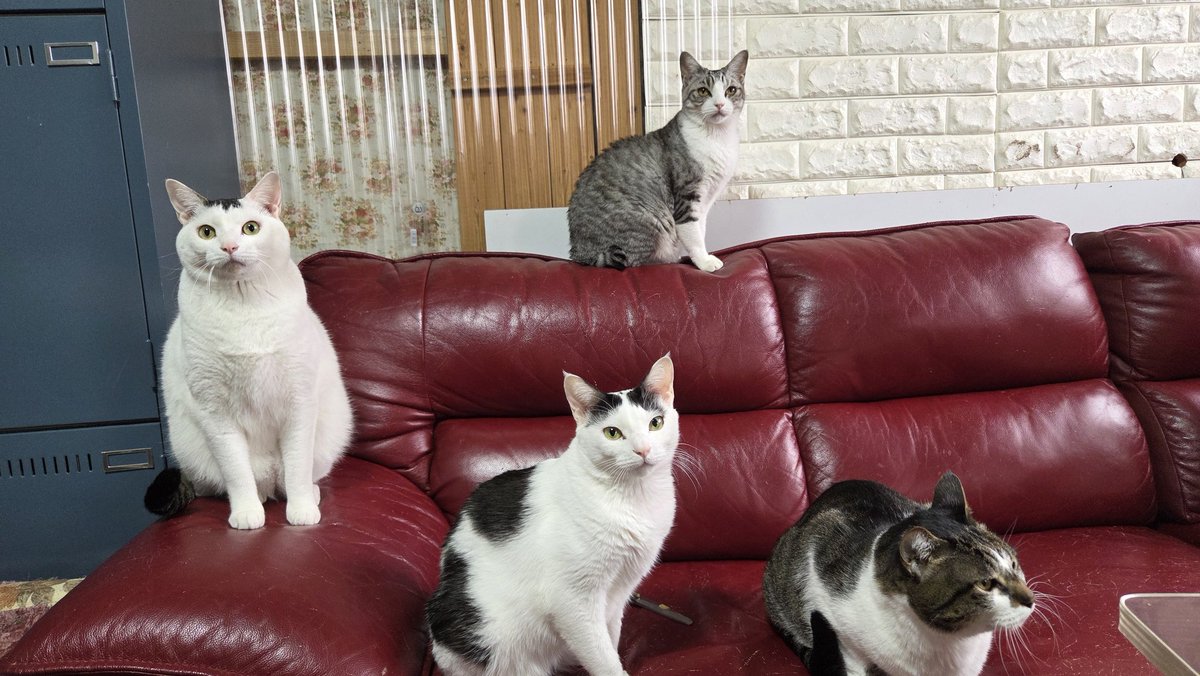 我が家のにゃんこたちです