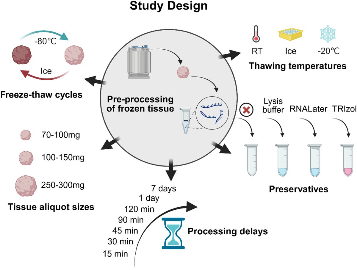 BMC_series's tweet image. 🧬 New in #Biotech: Optimizing RNA integrity in cryopreserved tissues without preservatives! RNALater + ice thawing yields RIN ≥8, boosting RNA quality for small aliquots. #Cryopreservation #RNA #BMCBiotechnol
Dive in: link.springer.com/article/10.118…