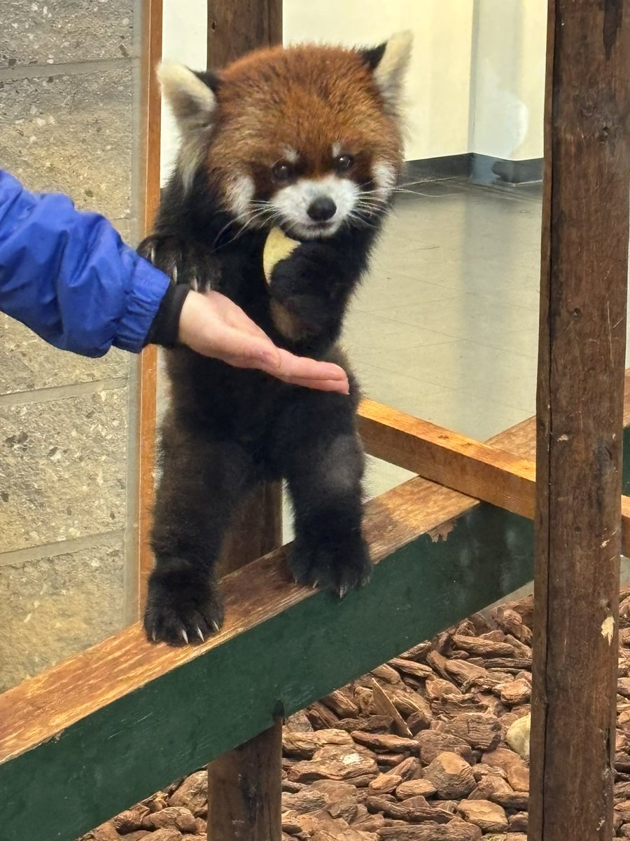 renyuu1762's tweet image. 『僕のだよ😏』

 #レッサーパンダ
 #ライト
 #鯖江市西山動物園