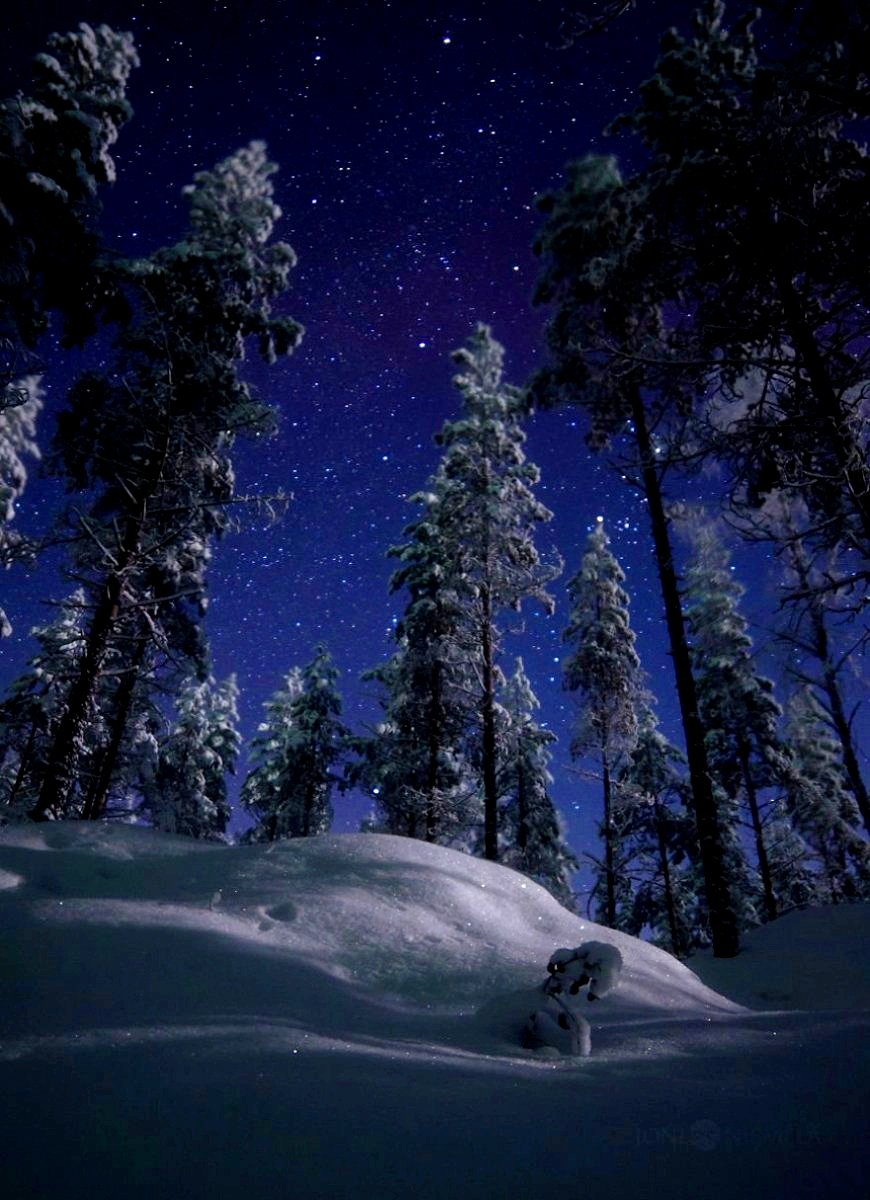 При полной луне лес выглядит несколько загадочным. Девушка, а хочешь мы с тобою просто упадём в сугроб и будем целоваться? Как в юности? 😊❤😘