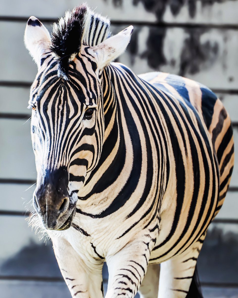 シマウマ 午年ということでシマウマも人気 #東山動植物園 #higashiyamazoo