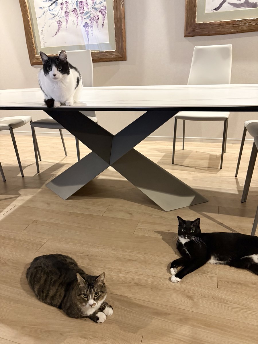 うさこ (@usatamapon0726) / Posts / X