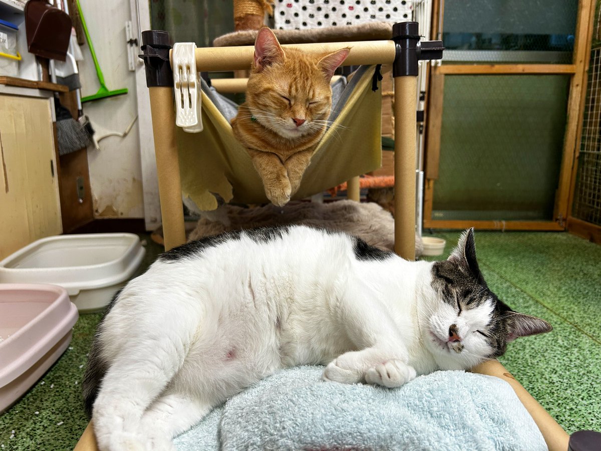 かよちゃん (@kkkayochan) / Posts / X