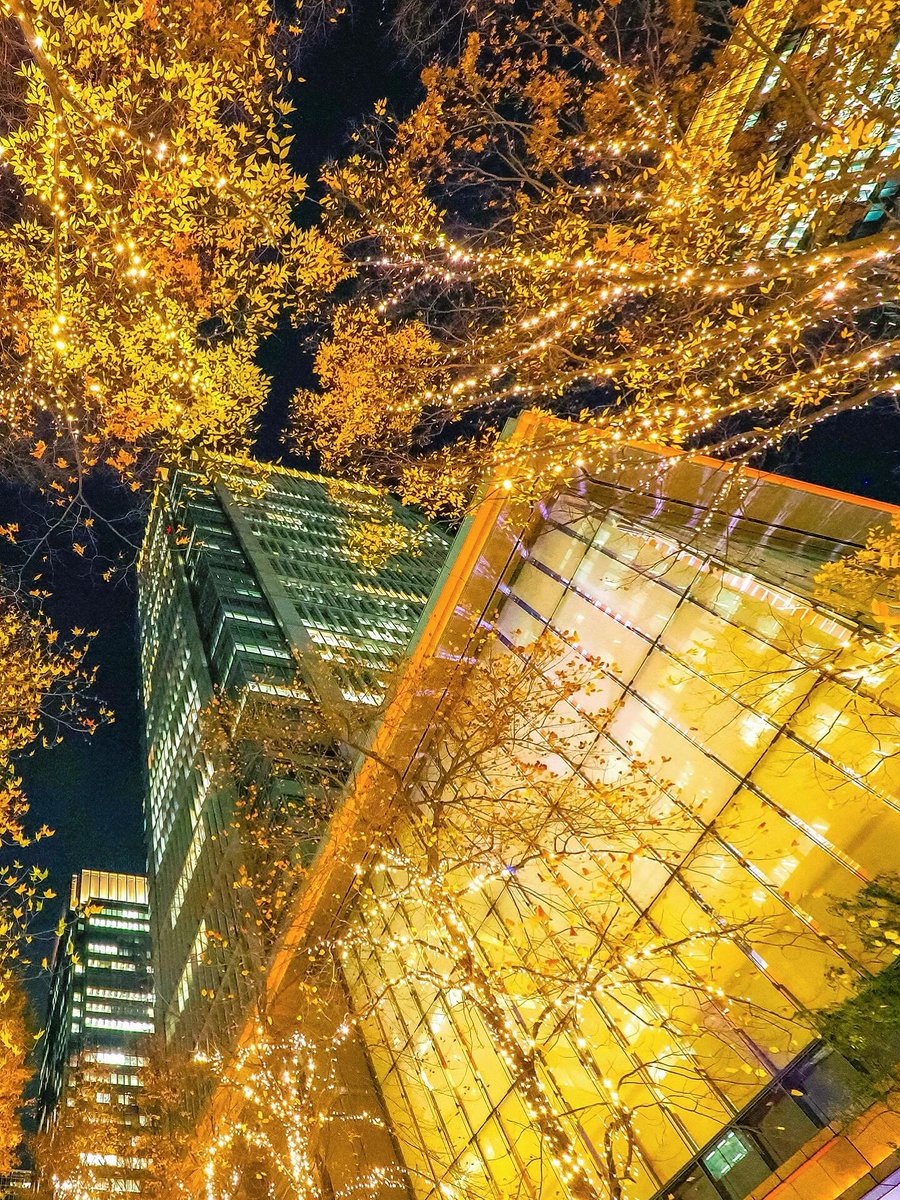 SingleMommye's tweet photo. ✨🎄 東京の冬の夜、丸の内仲通りの金色の夜景 ✨

毎年冬になると必ず訪れたくなる場所、丸の内イルミネーション。
本当に、何度見ても飽きることがありません😊
通り全体が統一されたシャンパンゴールドの灯りに包まれて、
📍場所：丸の内仲通り https://t.co/bU6yaYQTdm