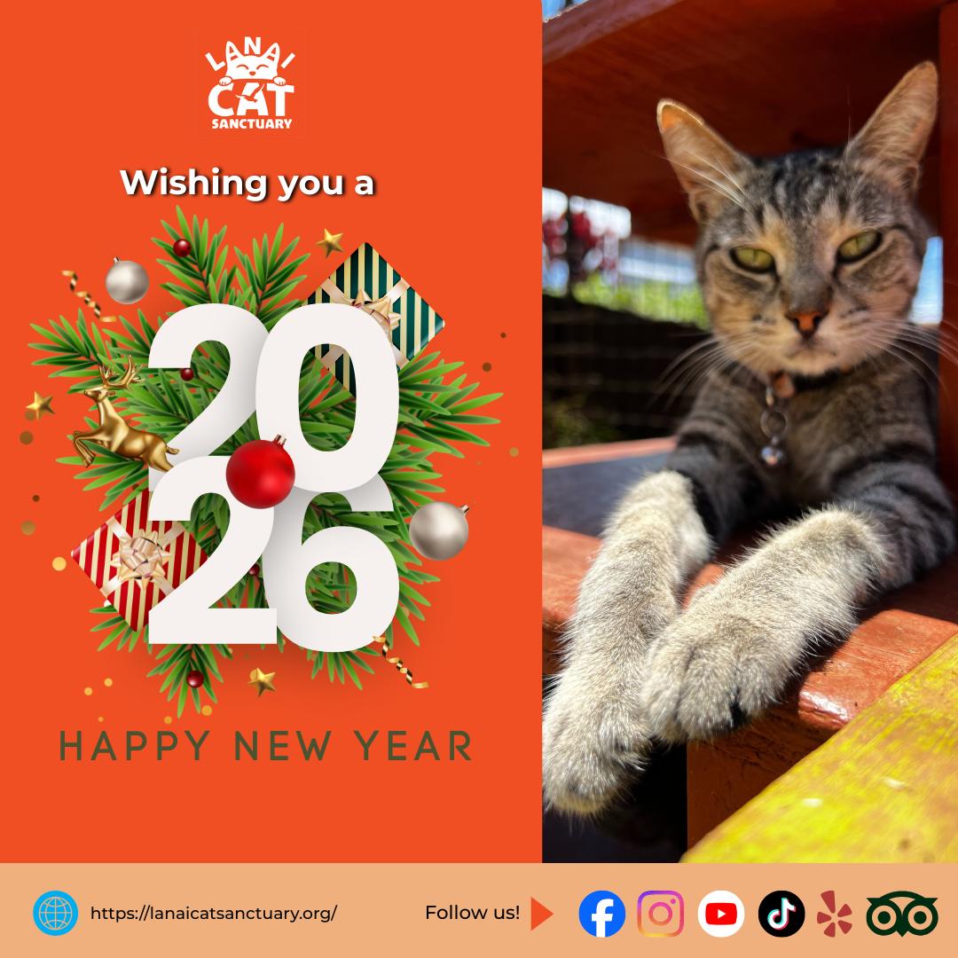 Welcoming 2026 with hope, love, and lots of whiskers 🐱💛
Thank you for being part of our journey.
Happy New Year from all of us at Lana Cat Sanctuary 🎉 ⁣
⁣
#LanaiCatSanctuary #LoveLanai #Cats #SavingCatProtectingBirds #LanaiLions #Hawaii #FamilyVacation