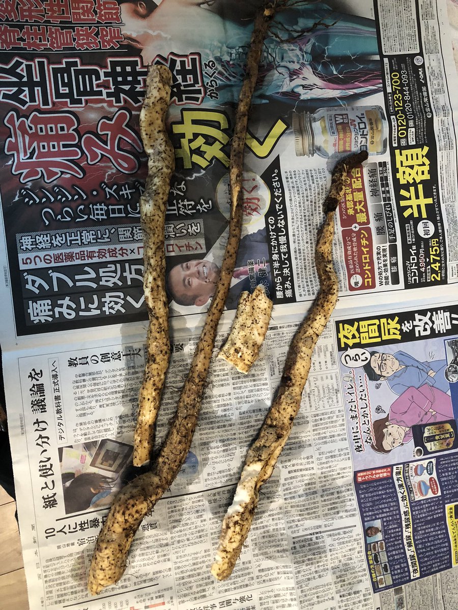 keesunshine's tweet image. 新年会のために芋掘ってた