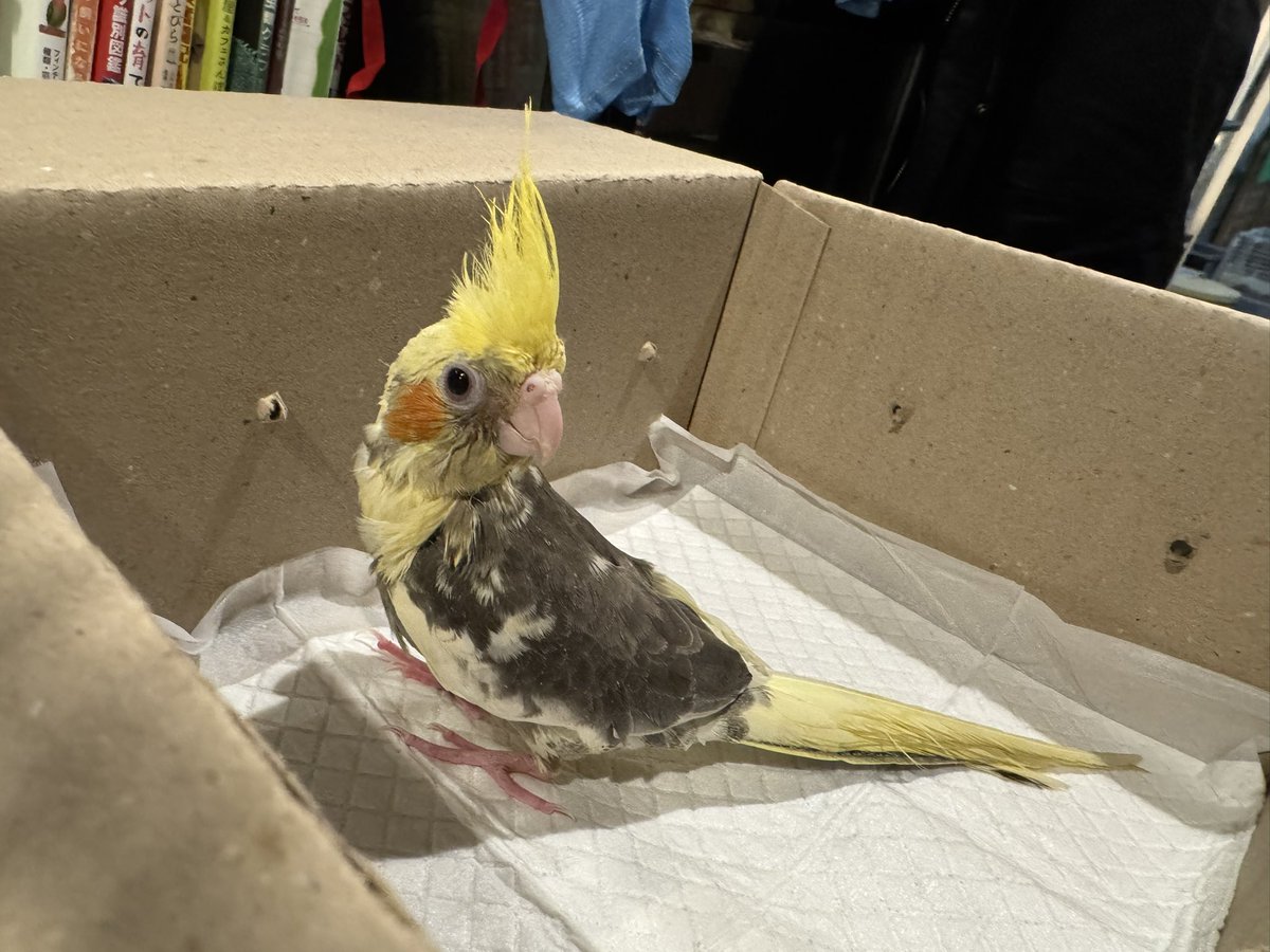 オカメインコちゃん新しいお家にお迎えされました🎶
沢山可愛がって貰って長生きしてね~🥰
お幸せに🍀*゜
🐾かしわだ🐾
#ふくろうカフェRicky盛岡店 #オカメインコ #お迎え報告