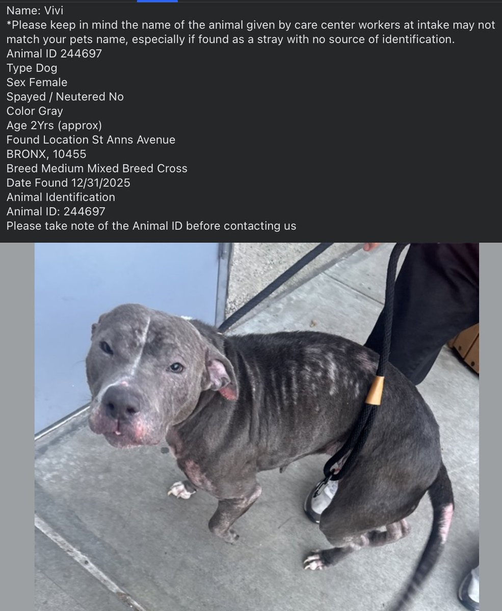 BeeDoDoobieDo's tweet image. 💥🆘Go. Get. Your. Dog.  They may not get out alive!

☎️Call NYCACC at 212-788-4000 and ask for dog by animal i.d. in picture.  #244697

📌Posted by #TeamAnimalVoice