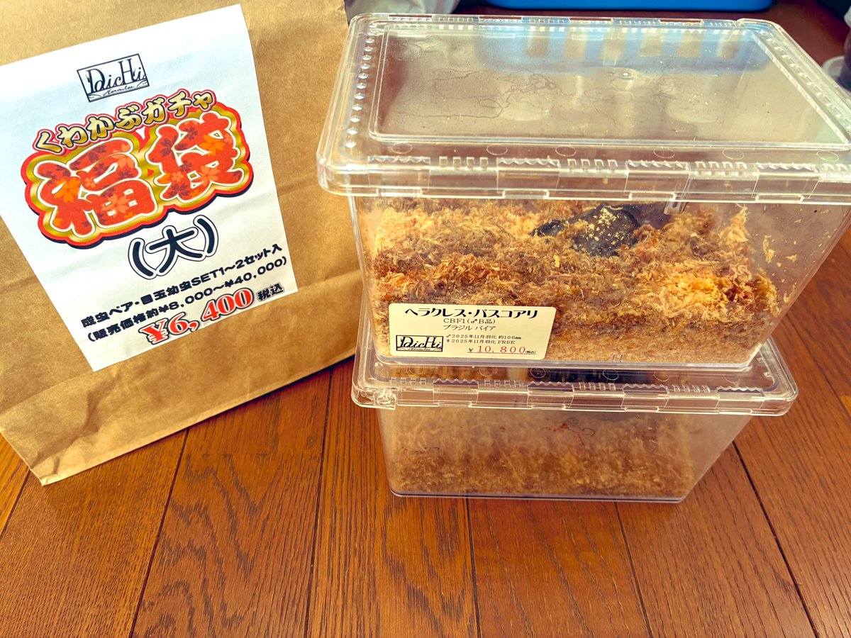 インセクトジョーカーさんの初売りに行ってきました✨
運良く購入できた言い値福袋はニジイロクワガタとサビイロカブトの幼虫×3頭セット、床材、虫社のカレンダー✨
Daichiさんの福袋(大)はヘラクレス・パスコアリ😊
新年いいお買い物ができました👍

<a href="/INSECT_JOKER/">INSECT JOKER official インセクト ジョーカー</a> 
<a href="/daichi_0816_KB/">DaicHi</a>