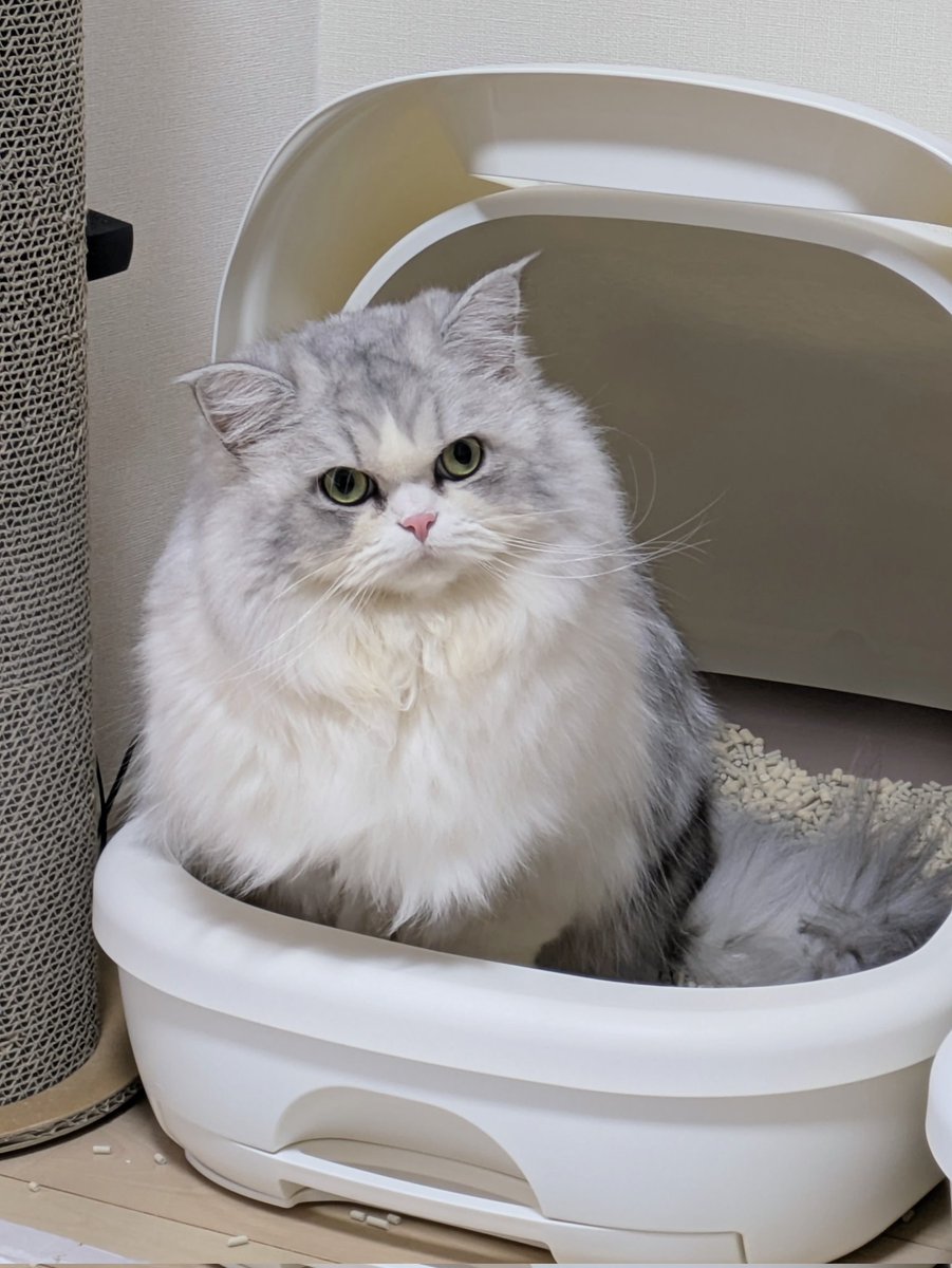 gorosankiroku's tweet photo. 真面目な顔してこっち見てるときはトイレのとき

#猫
#ミヌエット
#ねこのいる生活
#猫のいる暮らし https://t.co/sufpCjUEBx