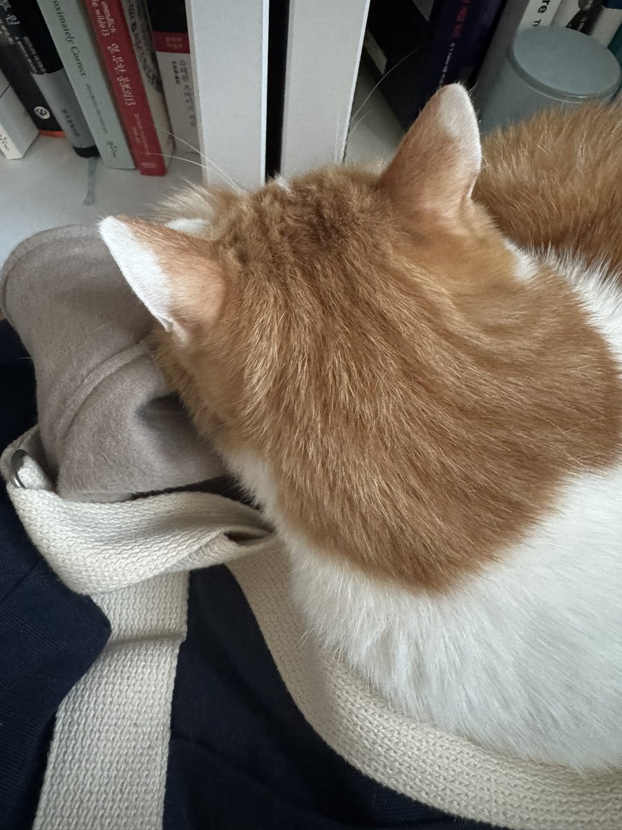 별거 아닌 물건들이 내가 들고 쓰고 입고 하면 오봄에게 방석이 되는게.. 깔고 앉아서 한숨 잘 수 있는 곳이 되는게 너무 신기하고 감사하고 그렇다ㅠㅠ 우리꼬맹이