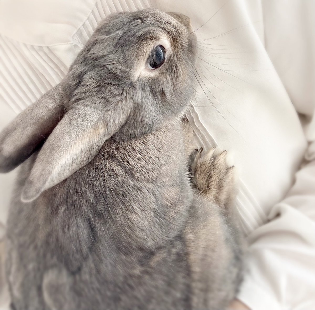 むむくん

かわいいね🌸🐰🌸