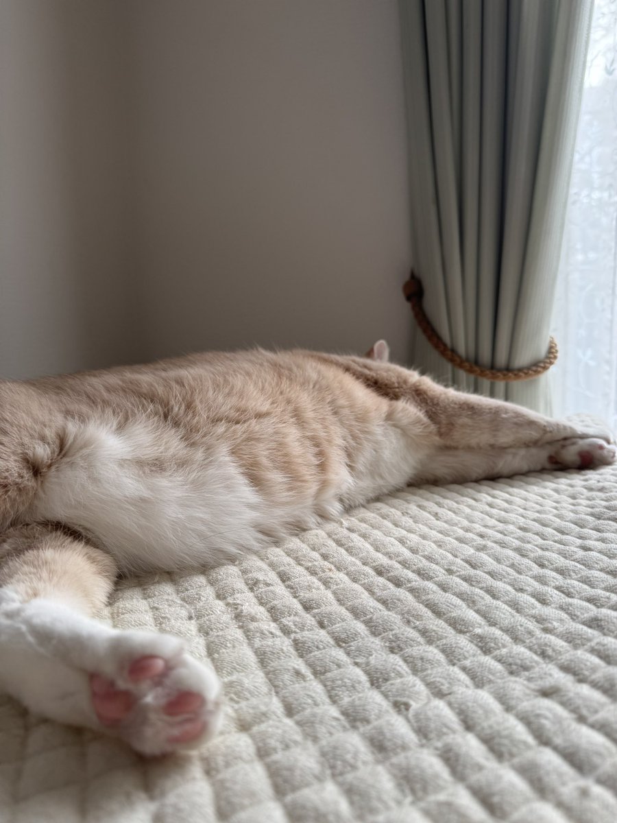 ねねこ (@n_nekoyashiki) / Posts / X