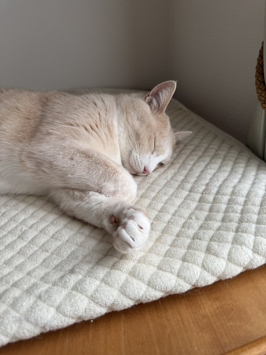 ねねこ ねねこ (@n_nekoyashiki) / Posts / X