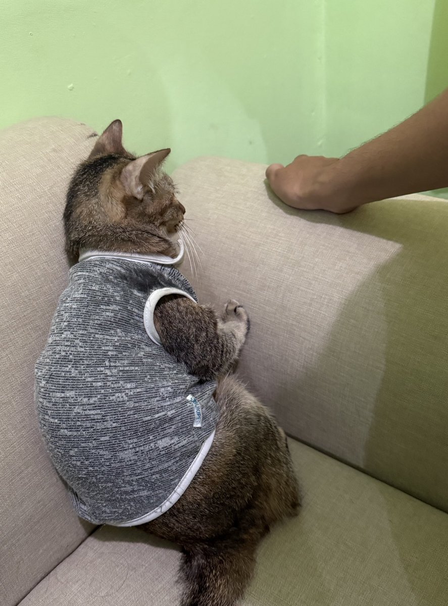 mlleyot's tweet image. Setiap ada kesempatan pasti catshaming dengan nepuk lemak di perut dia dan hasilnya jadi ngambek.