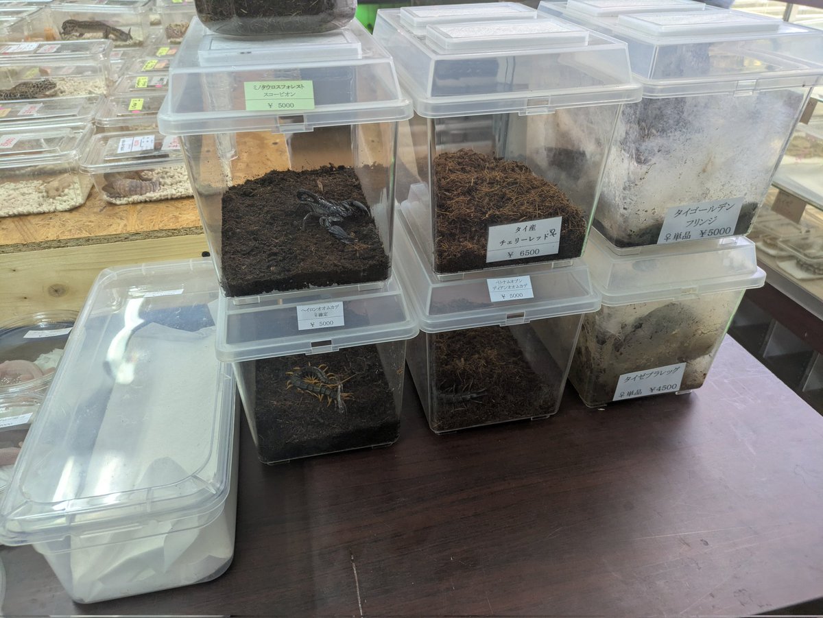 ももれおんページ ももれおん😺 (@momoleon2357) / Posts / X