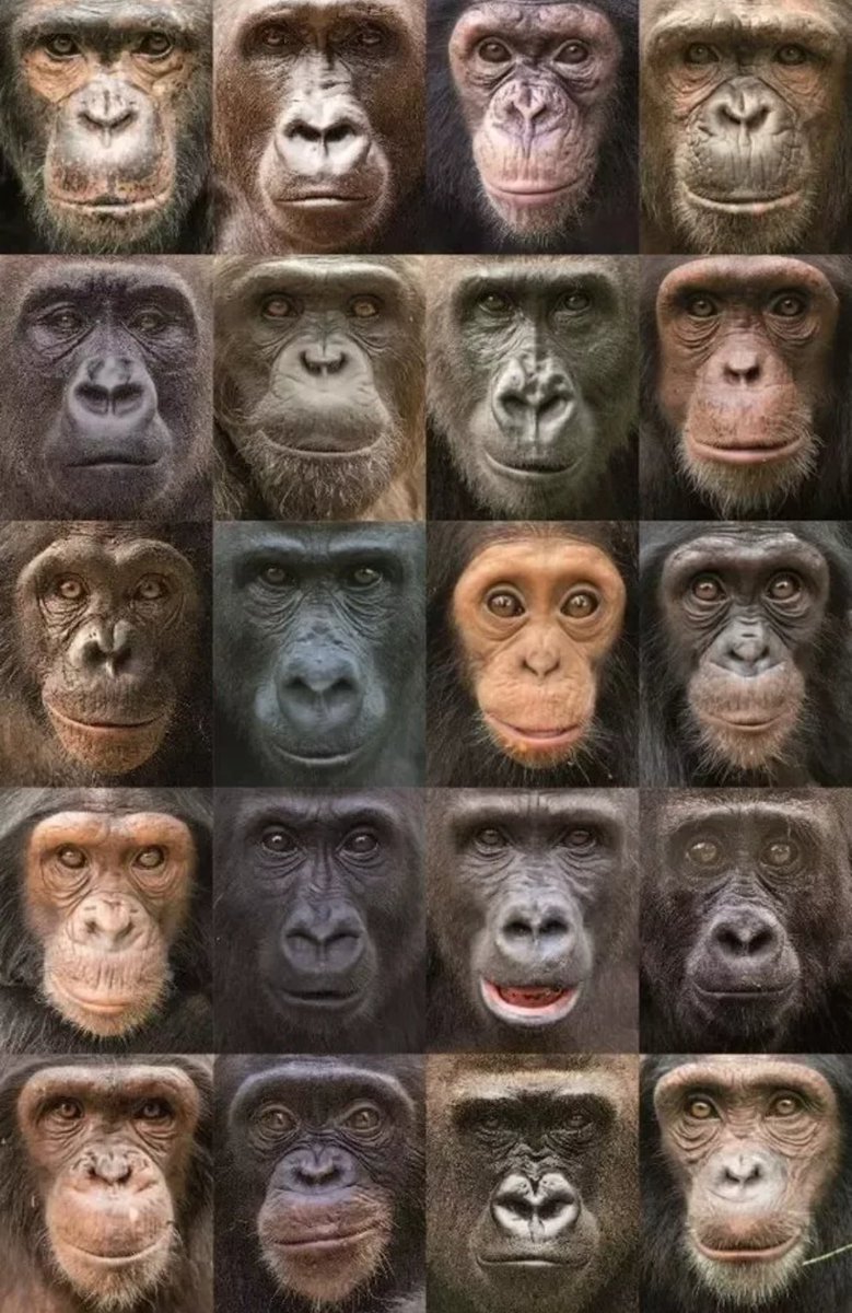 ijeom13's tweet image. 동물 얼굴이 똑같이 생긴것 같아도
좀만 제대로, 주의깊게 관찰해보면 사자,얼룩말,돌고래, 아주 작은 곤충까지
 다 다르게 생겼다는걸 알 수 있다.

제대로 보지 않은자는 이 즐거움을 모르겟지