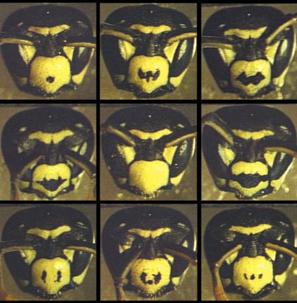 ijeom13's tweet image. 동물 얼굴이 똑같이 생긴것 같아도
좀만 제대로, 주의깊게 관찰해보면 사자,얼룩말,돌고래, 아주 작은 곤충까지
 다 다르게 생겼다는걸 알 수 있다.

제대로 보지 않은자는 이 즐거움을 모르겟지