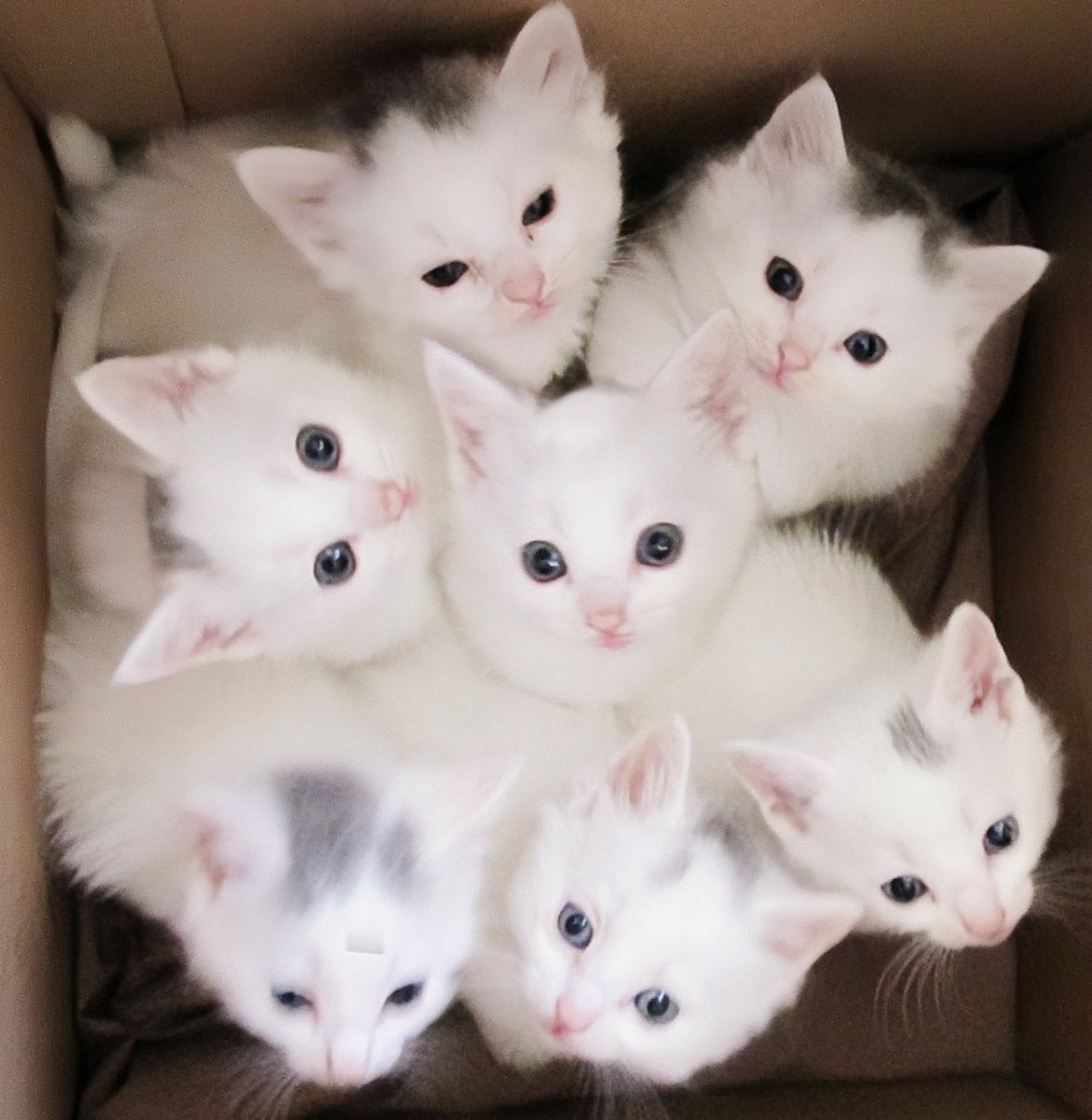 fallinkmm's tweet image. ╭ ◜◝ ͡ ◜◝ ͡ ◜◝  ͡ ◜◝ ╮
no school no work
       just meow meow ❤︎
 ╰ ◟◞ ͜ ◟◞ ͜ ◟◞ ͜ ◟◞ ╯
                  O
                   °.