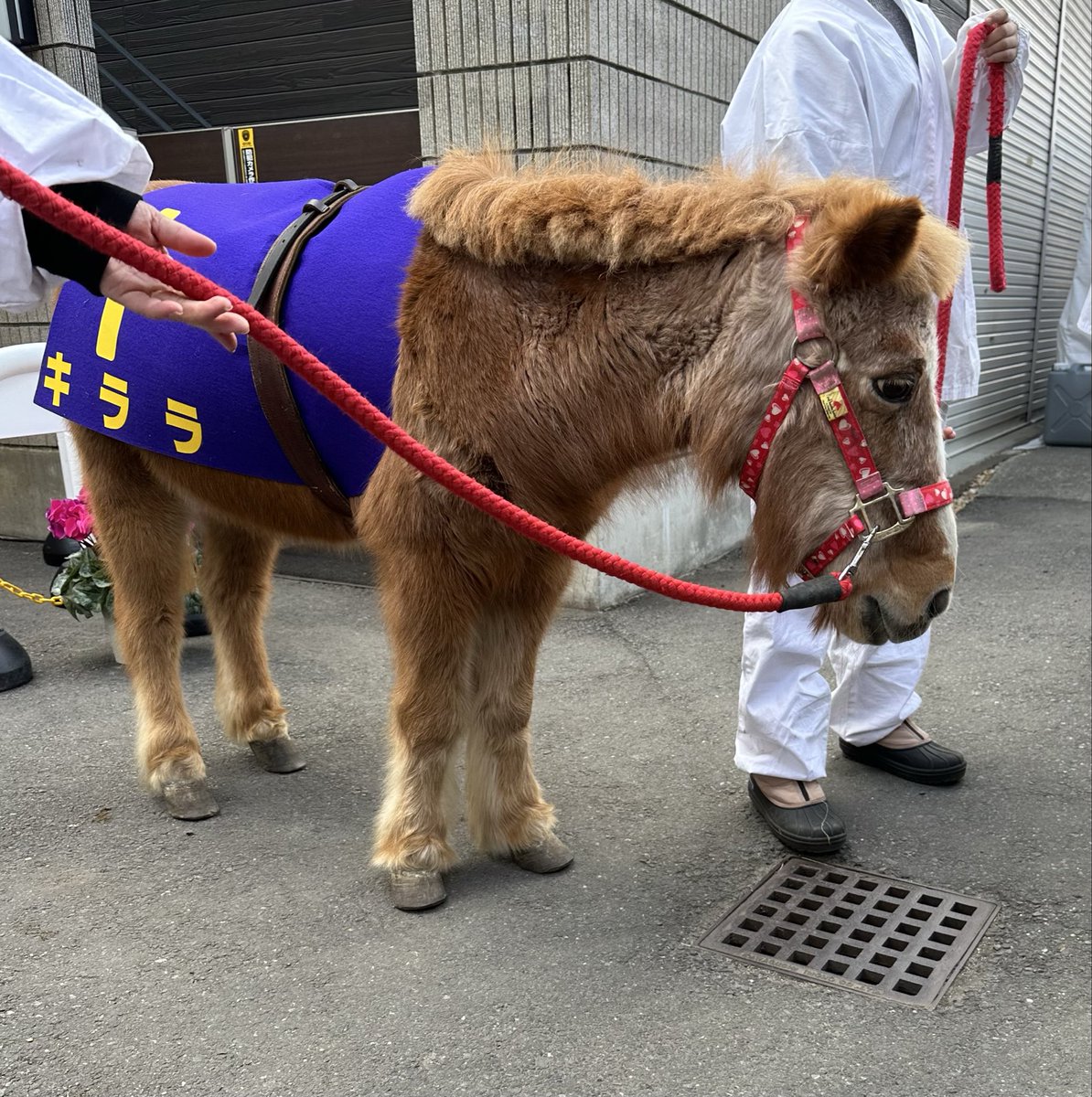 hote2's tweet photo. 明けましておめでとうございます。干支の初詣は青砥の五方山 熊野神社へ。神馬のポニー「きらら」「ちょこ」「ばにら」がいる楽しい神社でした。 https://t.co/cHUBcWZqOS