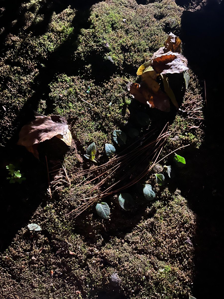 papi_laser's tweet image. 